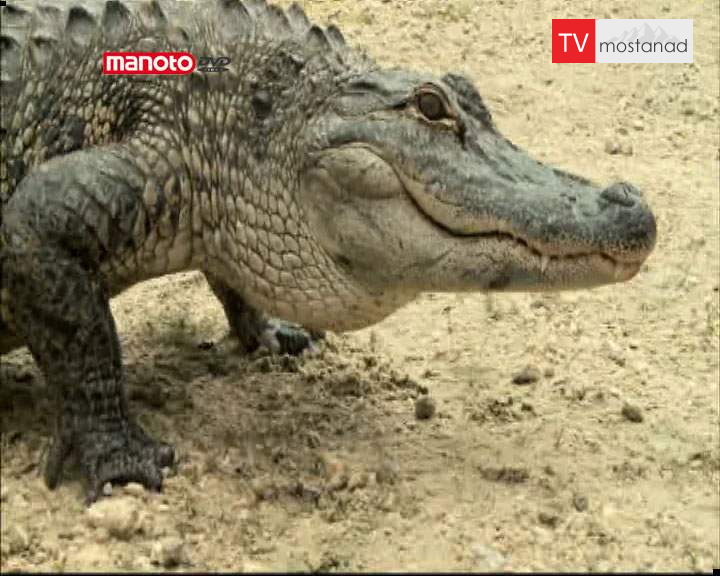 دانلود مستند تمساحهای آدمخوار از مجموعه کشیک باتلاق دانلود مستند تمساحهای آدمخوار از مجموعه کشیک باتلاق