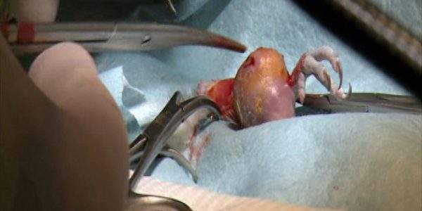 دانلود مستند جراحی مرغ عشق از مجموعه کلینیک حیوانات