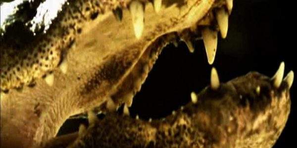 دانلود مستند توفان قرنطینه‌ی تمساح‌ها از مجموعه کشیک باتلاق