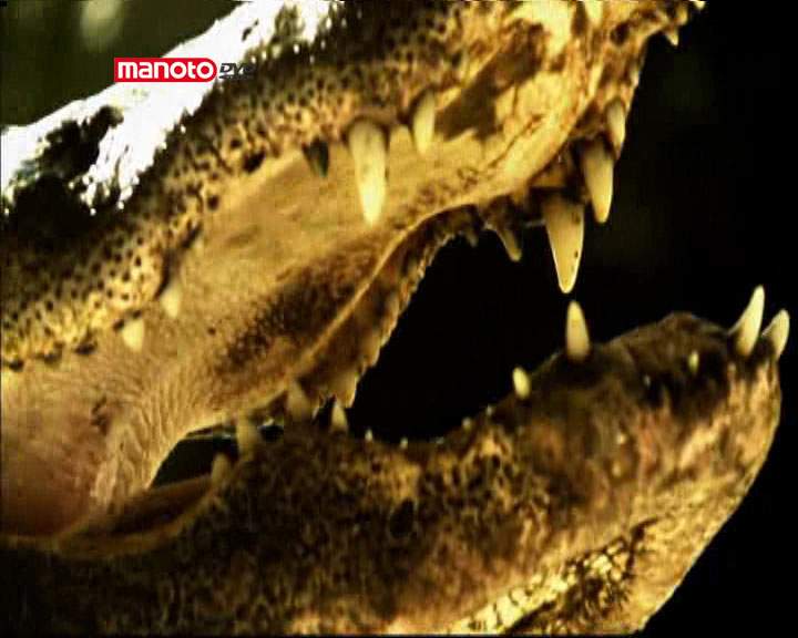 دانلود مستند توفان قرنطینه‌ی تمساح‌ها از مجموعه کشیک باتلاق
