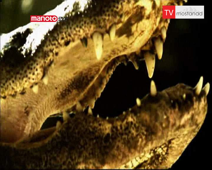 دانلود مستند توفان قرنطینهی تمساحها از مجموعه کشیک باتلاق دانلود مستند توفان قرنطینهی تمساحها از مجموعه کشیک باتلاق