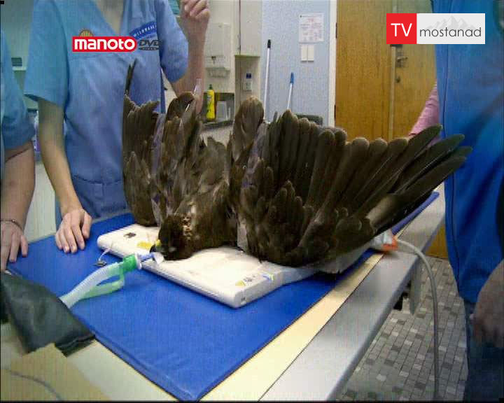 دانلود مستند پرنده کمیاب از مجموعه کلینیک حیوانات دانلود مستند پرنده کمیاب از مجموعه کلینیک حیوانات