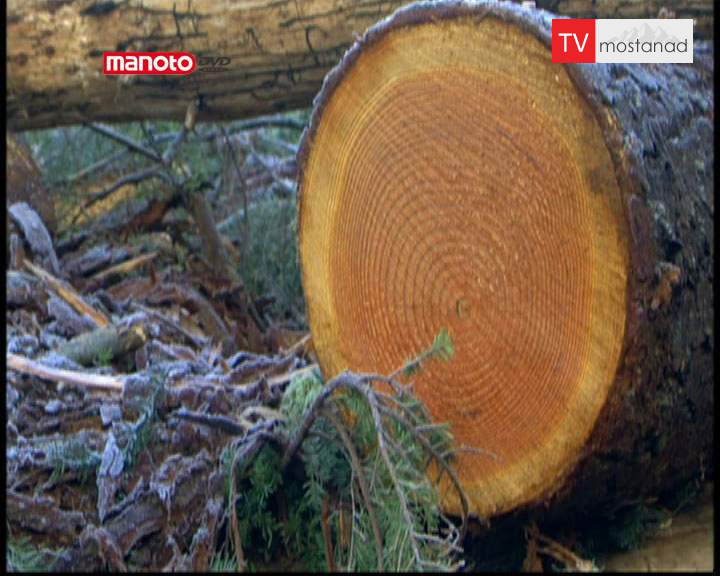 دانلود مستند چوب از مجموعه بیشتر بشناسیم دانلود مستند چوب از مجموعه بیشتر بشناسیم