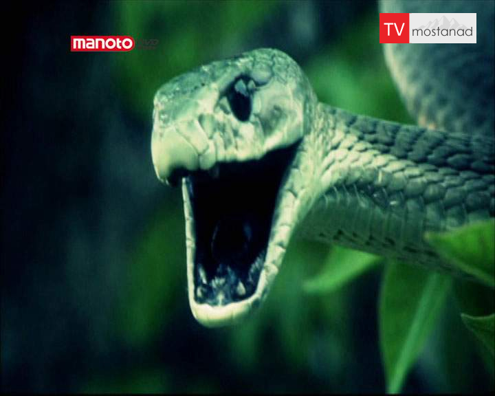 دانلود مستند حمله مارها به حومهی شهر از مجموعه کشیک باتلاق دانلود مستند حمله مارها به حومهی شهر از مجموعه کشیک باتلاق