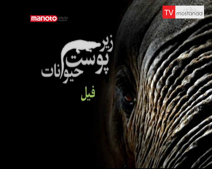 دانلود مستند فیل از مجموعه زیر پوست حیوانات دانلود مستند فیل از مجموعه زیر پوست حیوانات