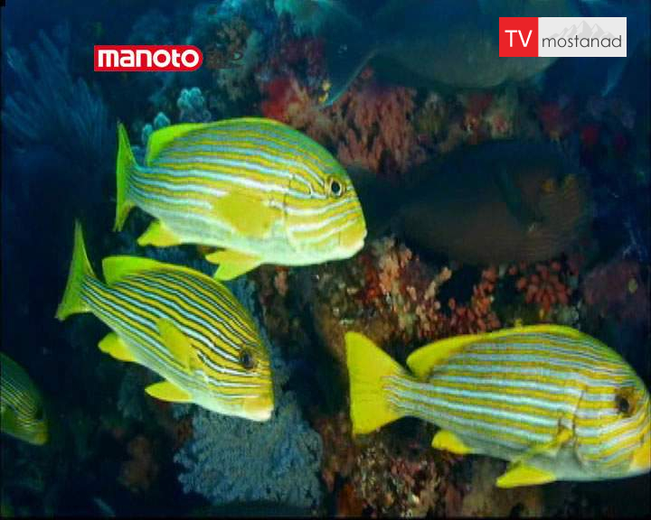 دانلود مستند آفریقا از مجموعه آبی بیکران دانلود مستند آفریقا از مجموعه آبی بیکران