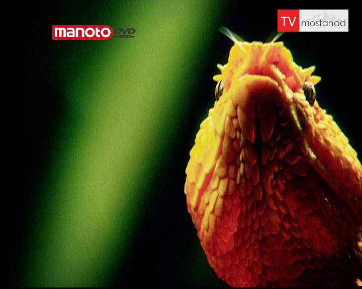 دانلود مستند مرکز پرورش مار از مجموعه کشیک باتلاق دانلود مستند مرکز پرورش مار از مجموعه کشیک باتلاق