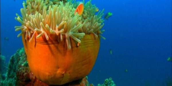 دانلود مستند استرالیا و اقیانوسیه از مجموعه آبی بیکران