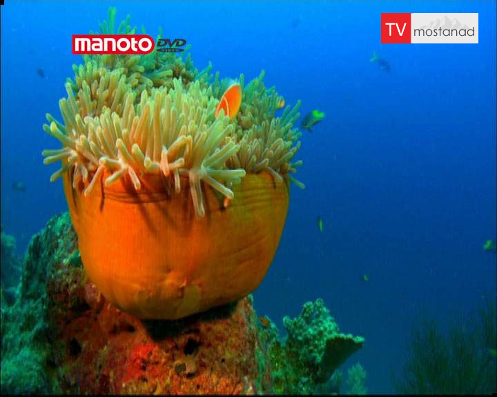 دانلود مستند استرالیا و اقیانوسیه از مجموعه آبی بیکران دانلود مستند استرالیا و اقیانوسیه از مجموعه آبی بیکران