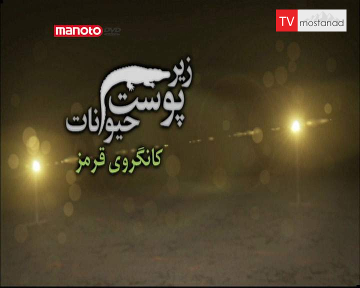 دانلود مستند کانگورو از مجموعه زیر پوست حیوانات دانلود مستند کانگورو از مجموعه زیر پوست حیوانات