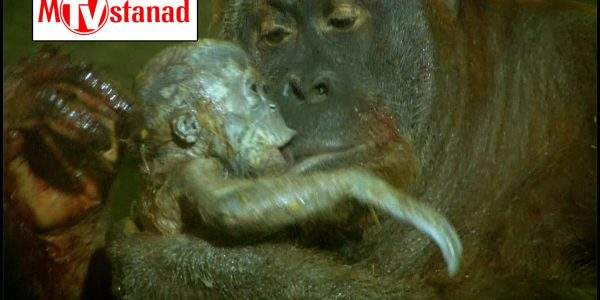 دانلود مستند شگفتیهای تولد حیوانات - 2 از مجموعه شگفتیهای تولد حیوانات