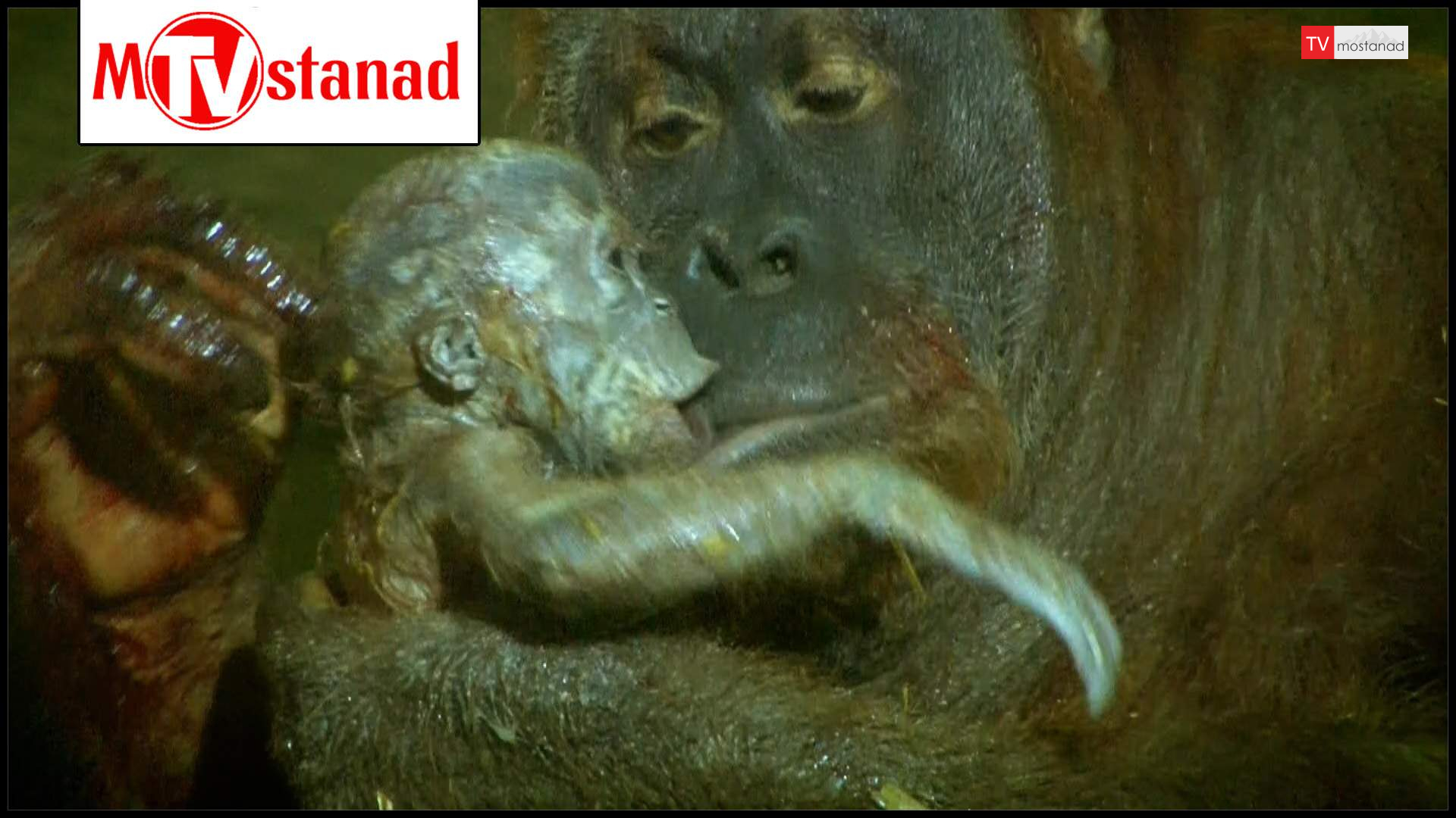 دانلود مستند شگفتیهای تولد حیوانات – 2 از مجموعه شگفتیهای تولد حیوانات دانلود مستند شگفتیهای تولد حیوانات - 2 از مجموعه شگفتیهای تولد حیوانات