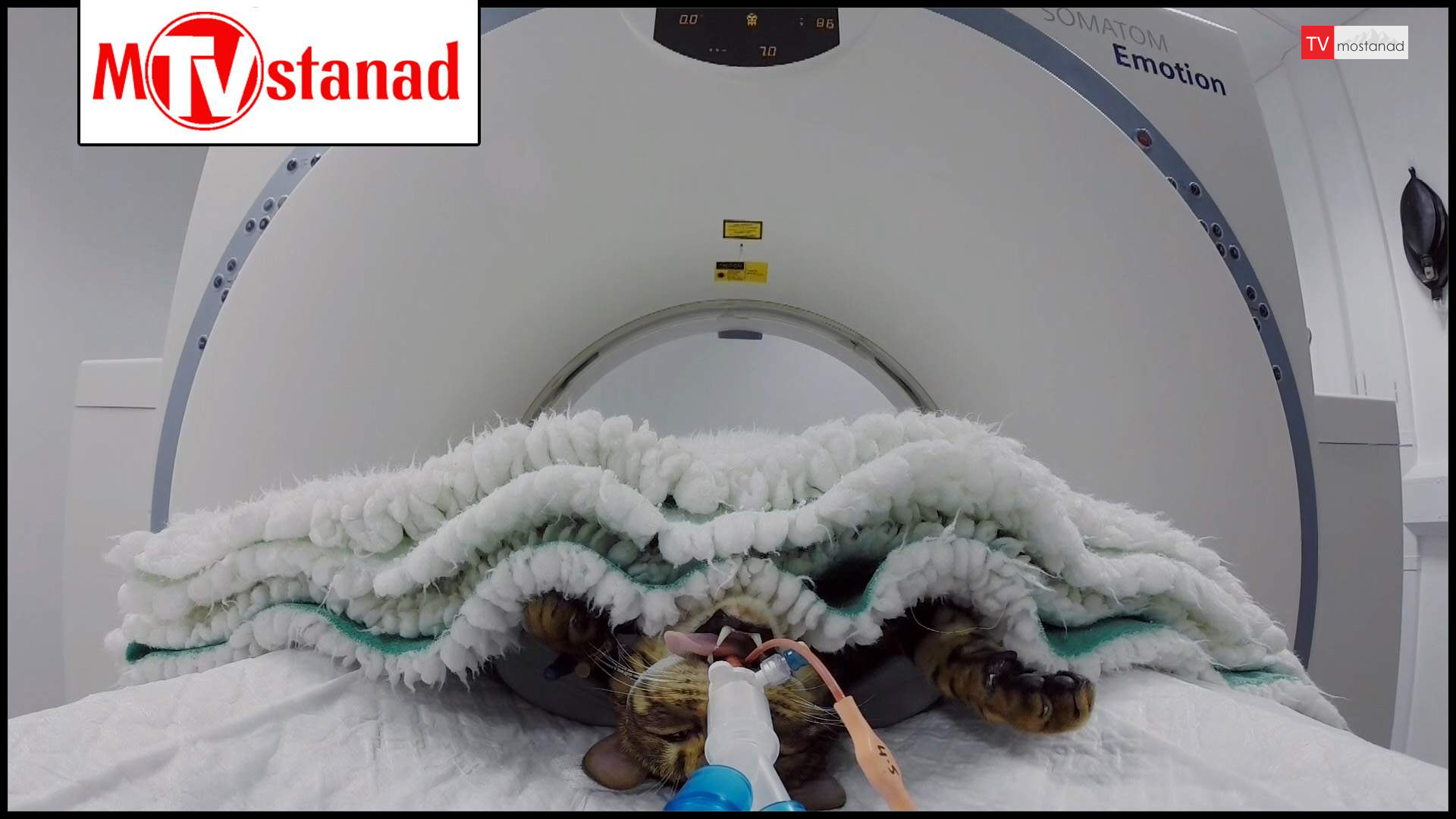 دانلود مستند سوپر کلینیک حیوانات – 12 از مجموعه سوپر کلینیک حیوانات دانلود مستند سوپر کلینیک حیوانات - 12 از مجموعه سوپر کلینیک حیوانات