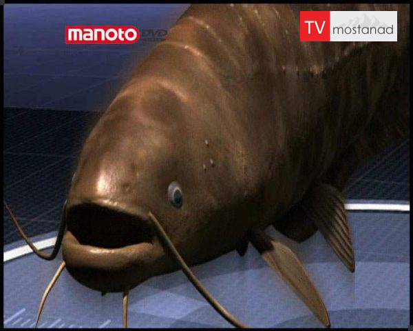 دانلود مستند ماهی غول پیکر از مجموعه جستجوی هیولا دانلود مستند ماهی غول پیکر از مجموعه جستجوی هیولا