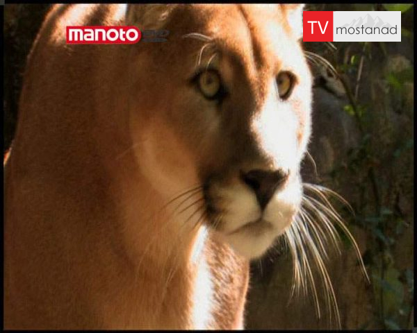 دانلود مستند غول اوهایو از مجموعه جستجوی هیولا دانلود مستند غول اوهایو از مجموعه جستجوی هیولا