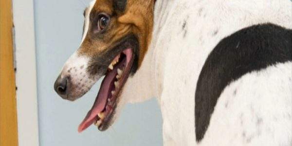 دانلود مستند حیوانات چاق - 1 از مجموعه حیوانات چاق