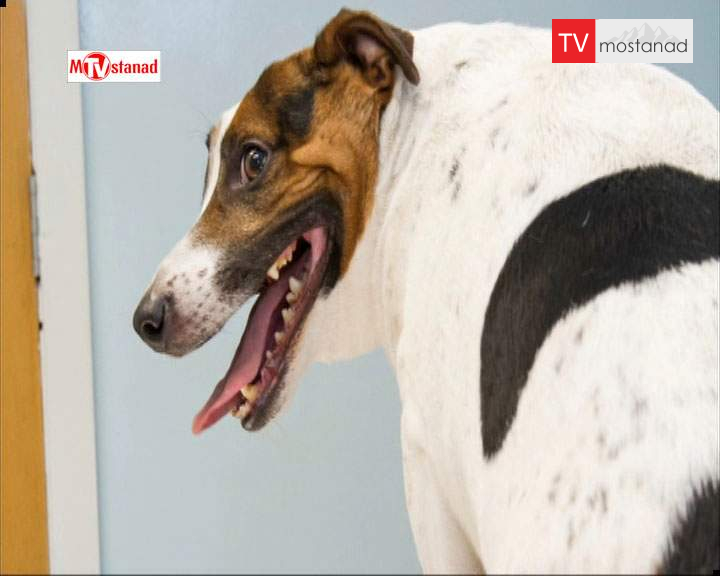 دانلود مستند حیوانات چاق – 1 از مجموعه حیوانات چاق دانلود مستند حیوانات چاق - 1 از مجموعه حیوانات چاق