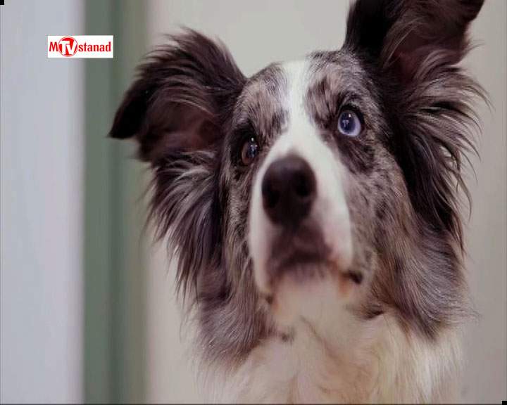 دانلود مستند خلوت سگ‌ها - 7 از مجموعه خلوت سگ‌ها