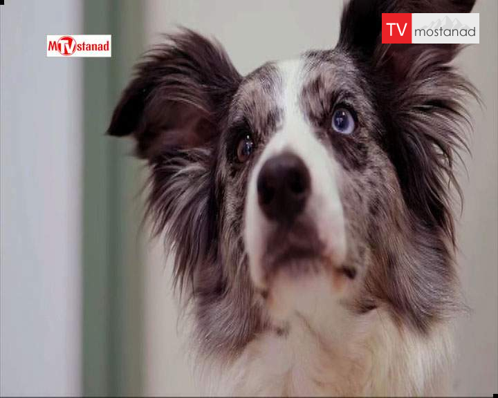 دانلود مستند خلوت سگها – 7 از مجموعه خلوت سگها دانلود مستند خلوت سگها - 7 از مجموعه خلوت سگها