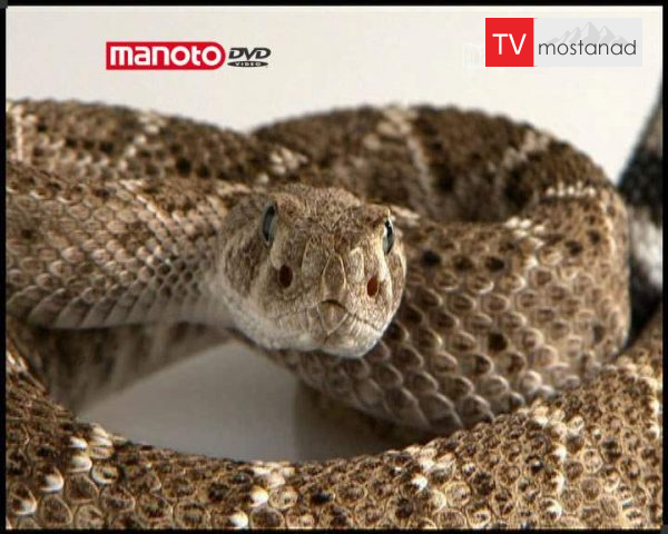 دانلود مستند زهر از مجموعه تکامل دانلود مستند زهر از مجموعه تکامل