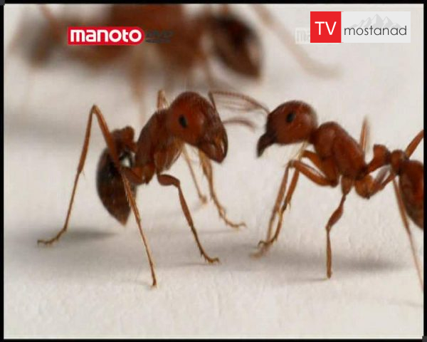 دانلود مستند ارتباط از مجموعه تکامل دانلود مستند ارتباط از مجموعه تکامل