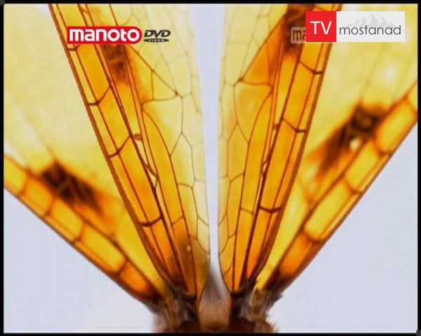 دانلود مستند پرواز از مجموعه تکامل دانلود مستند پرواز از مجموعه تکامل