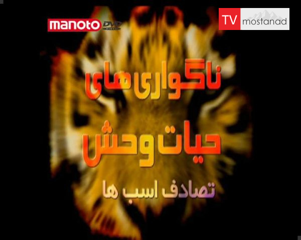 دانلود مستند تصادف اسب ها از مجموعه ناگواری های حیات وحش دانلود مستند تصادف اسب ها از مجموعه ناگواری های حیات وحش