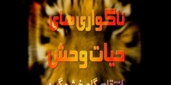 دانلود مستند انتقام گاو خشمگین از مجموعه ناگواری های حیات وحش