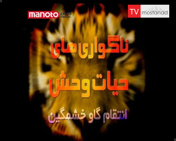 دانلود مستند انتقام گاو خشمگین از مجموعه ناگواری های حیات وحش دانلود مستند انتقام گاو خشمگین از مجموعه ناگواری های حیات وحش