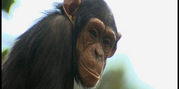 دانلود مستند نقل و انتقال شامپانزه‌ ها 1 از مجموعه حیات وحش در باغ وحش