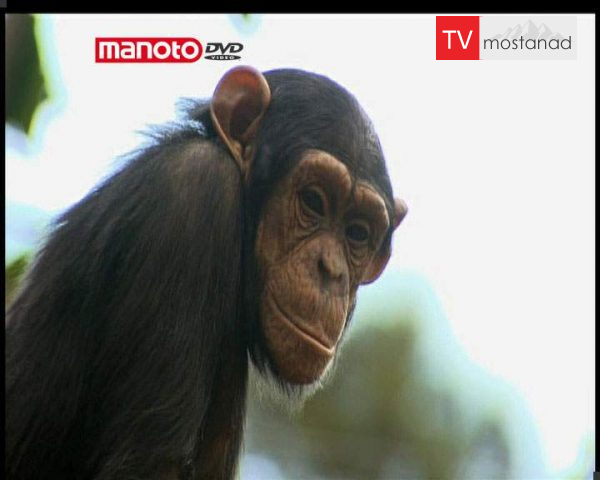 دانلود مستند نقل و انتقال شامپانزه ها 1 از مجموعه حیات وحش در باغ وحش دانلود مستند نقل و انتقال شامپانزه ها 1 از مجموعه حیات وحش در باغ وحش