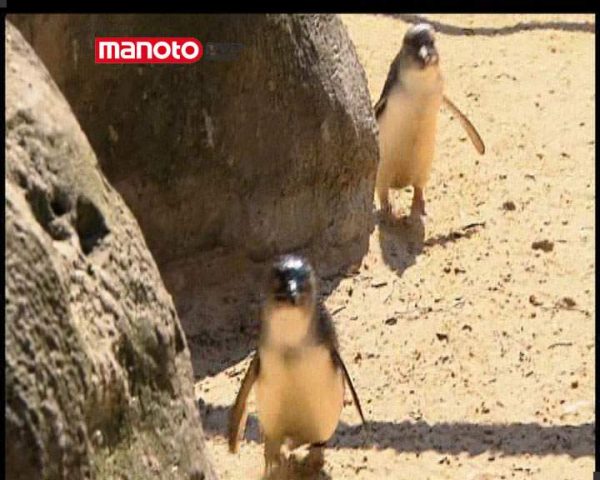 دانلود مستند پنگوئن‌ های کوچک در آلمان از مجموعه حیات وحش در باغ وحش