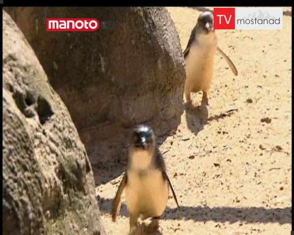 دانلود مستند پنگوئن های کوچک در آلمان از مجموعه حیات وحش در باغ وحش دانلود مستند پنگوئن های کوچک در آلمان از مجموعه حیات وحش در باغ وحش