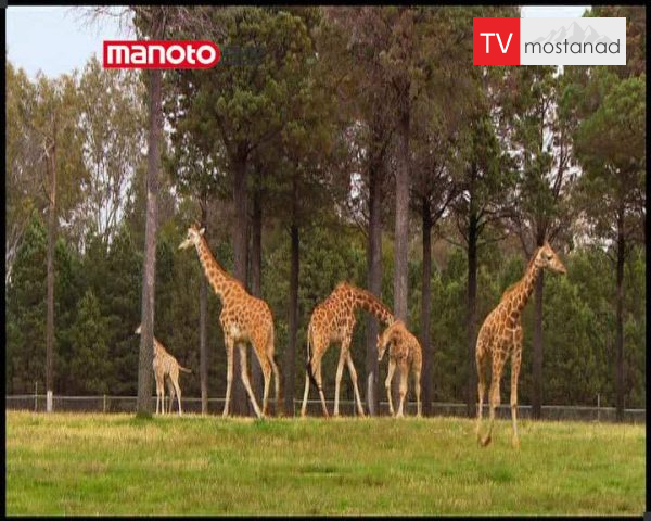 دانلود مستند سفر زرافه از مجموعه حیات وحش در باغ وحش دانلود مستند سفر زرافه از مجموعه حیات وحش در باغ وحش