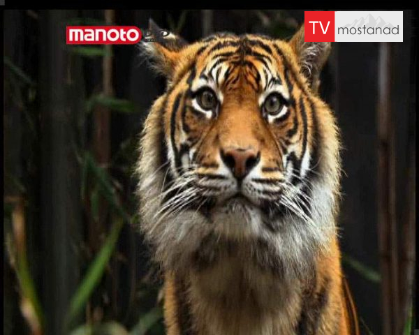 دانلود مستند تولد ببر از مجموعه حیات وحش در باغ وحش دانلود مستند تولد ببر از مجموعه حیات وحش در باغ وحش