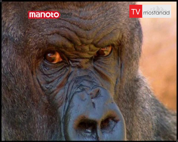 دانلود مستند گوریل پشت نقره ای از مجموعه حیات وحش در باغ وحش دانلود مستند گوریل پشت نقره ای از مجموعه حیات وحش در باغ وحش