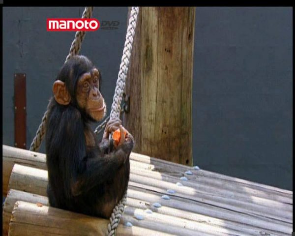 دانلود مستند نقل و انتقال شامپانزه‌ ها 2 از مجموعه حیات وحش در باغ وحش