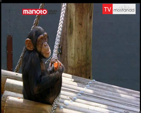 دانلود مستند نقل و انتقال شامپانزه ها 2 از مجموعه حیات وحش در باغ وحش دانلود مستند نقل و انتقال شامپانزه ها 2 از مجموعه حیات وحش در باغ وحش