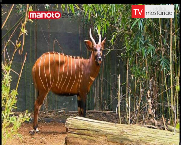 دانلود مستند کندر کوه های آند از مجموعه حیات وحش در باغ وحش دانلود مستند کندر کوه های آند از مجموعه حیات وحش در باغ وحش