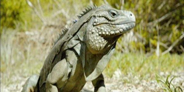 دانلود مستند جزایر کیمن از مجموعه آخرین زیستگاههای زمین