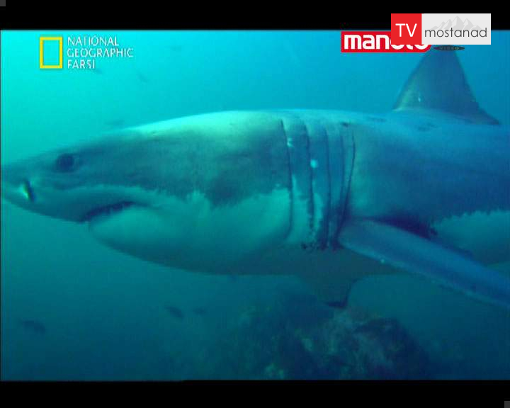 دانلود مستند آرواره های قاتل از مجموعه درندگان دانلود مستند آرواره های قاتل از مجموعه درندگان