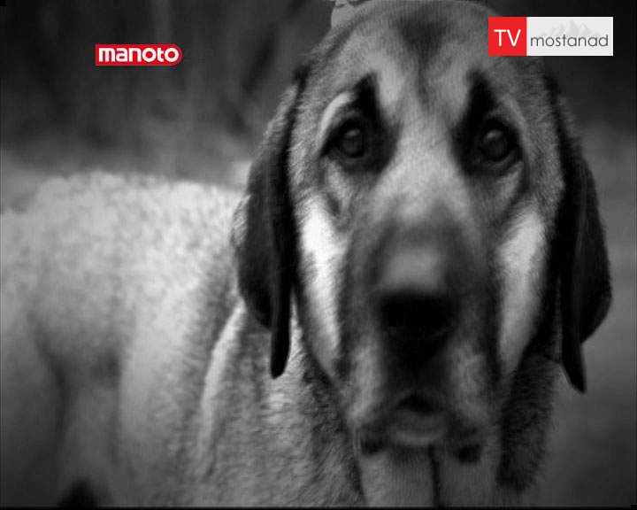 دانلود مستند در برابر دوربین – 1 از مجموعه در برابر دوربین دانلود مستند در برابر دوربین - 1 از مجموعه در برابر دوربین