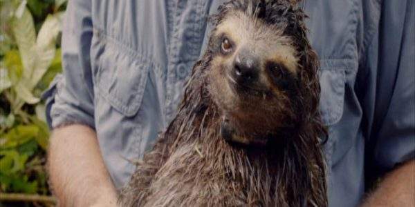 دانلود مستند مهاجران غولپیکر اقیانوس از مجموعه آخرین زیستگاههای زمین