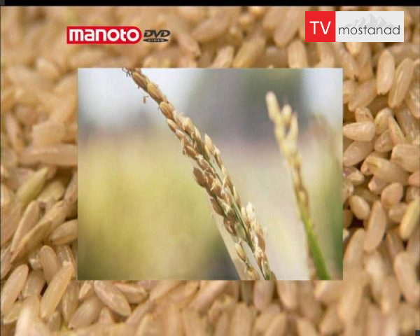 دانلود مستند برنج از مجموعه شگفتی های دنیای امروزی دانلود مستند برنج از مجموعه شگفتی های دنیای امروزی