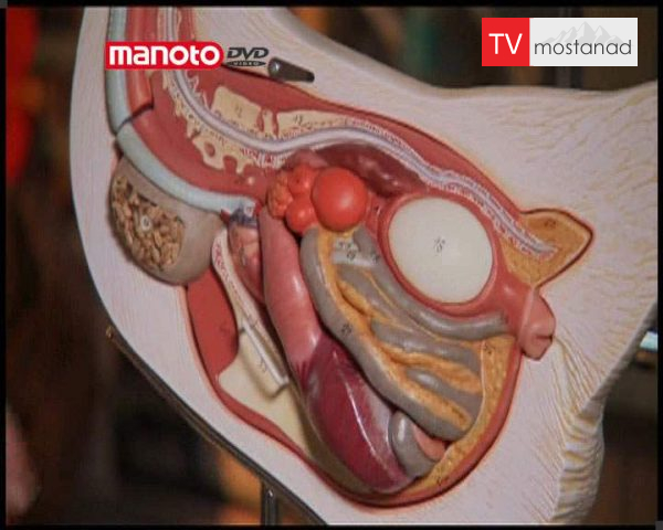 دانلود مستند تخم مرغ از مجموعه شگفتی های دنیای امروزی دانلود مستند تخم مرغ از مجموعه شگفتی های دنیای امروزی