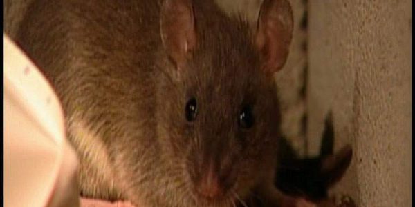دانلود مستند موش ها از مجموعه شگفتی های دنیای امروزی