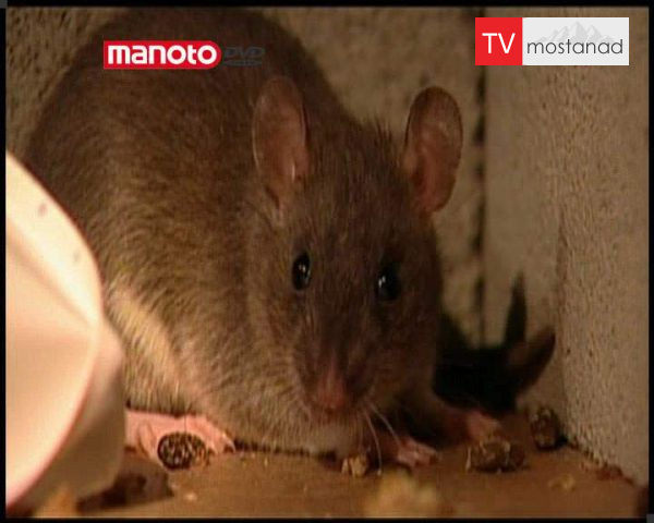 دانلود مستند موش ها از مجموعه شگفتی های دنیای امروزی دانلود مستند موش ها از مجموعه شگفتی های دنیای امروزی