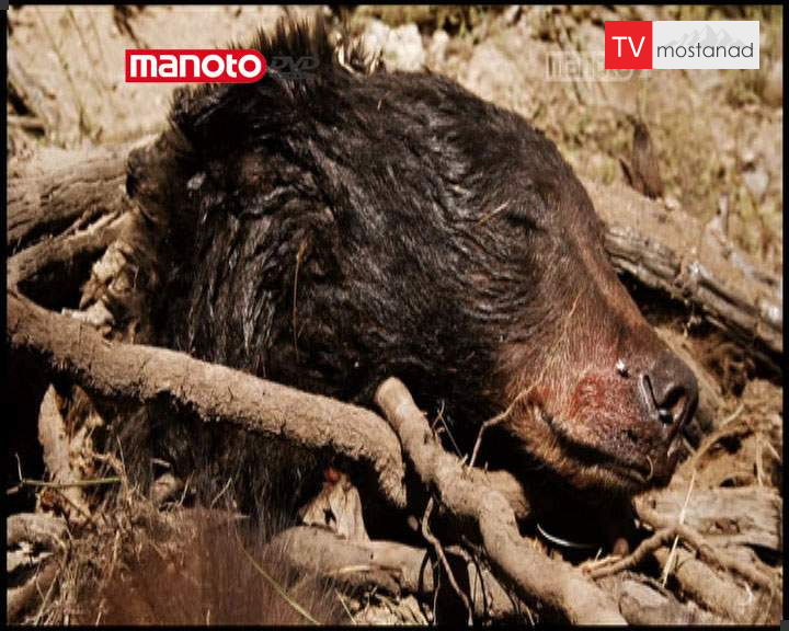 دانلود مستند راز طبیعت با دوبله فارسی شبکه منوتو دانلود مستند راز طبیعت با دوبله فارسی شبکه منوتو