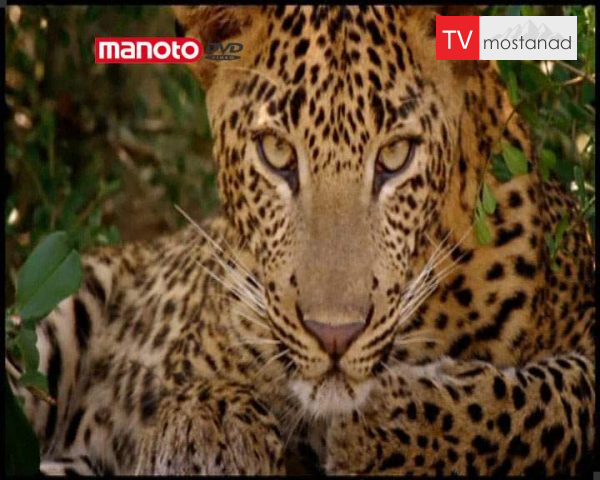 دانلود مستند ببرها و پلنگ ها از مجموعه درندگان دانلود مستند ببرها و پلنگ ها از مجموعه درندگان