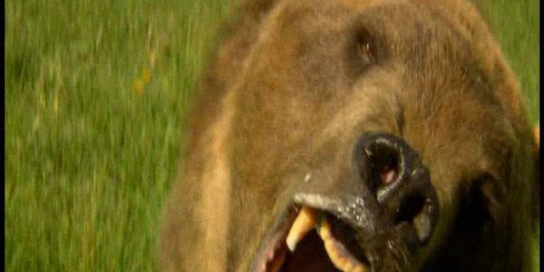 دانلود مستند خرس ها از مجموعه درندگان